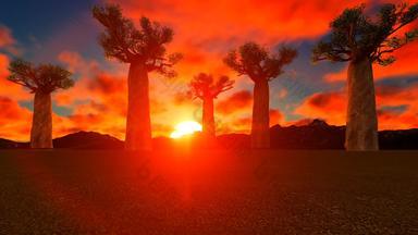 Baobab树非洲日落